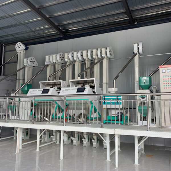 rice processing line